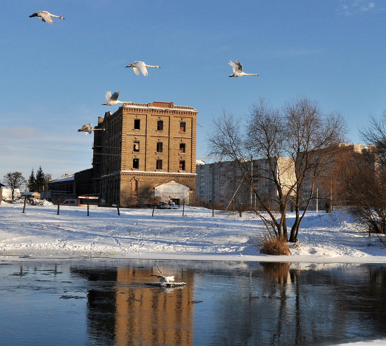 Птахи знову знайшли прихисток біля Хмельницької АЕС
